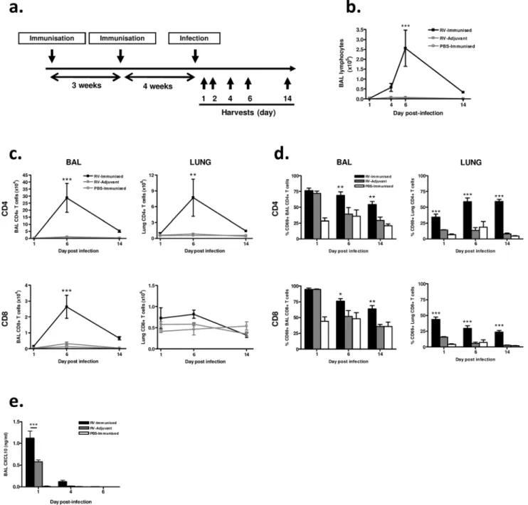 Figure 2. Immunization enhances airway lymphocyte responses to heterologous RV infection