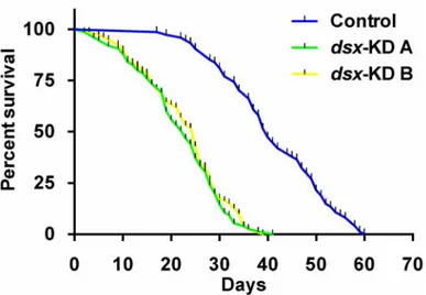Fig 6. Adult female lifespan decreases following developmental silencing of dsx. Survivorship curves for animals injected as pupae with control, dsx-KD A, or dsx-KD B siRNA are shown