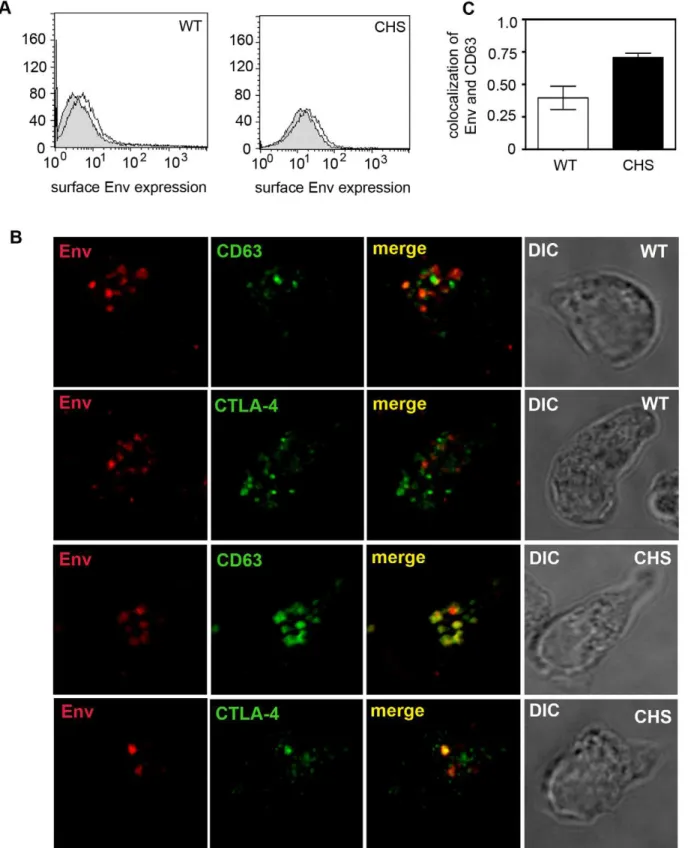 Figure 4. HIV-1 Env colocalizes with SL-associated proteins following endocytosis from the plasma membrane