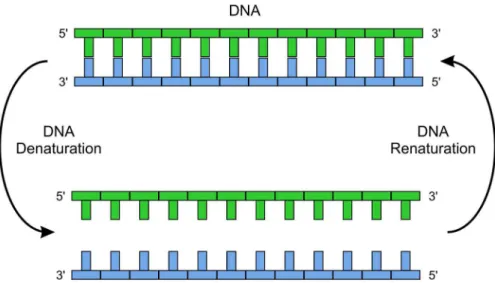 Fig 1. Specific molecular recognition. The figure illustrates the sequence specific temperature dependent nucleic acid hybridization of a DNA