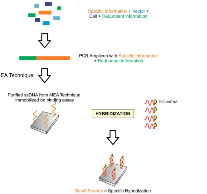 Fig 5. Application of modified end amplification (MEA) approach, identification, retrieval and verification of specific information