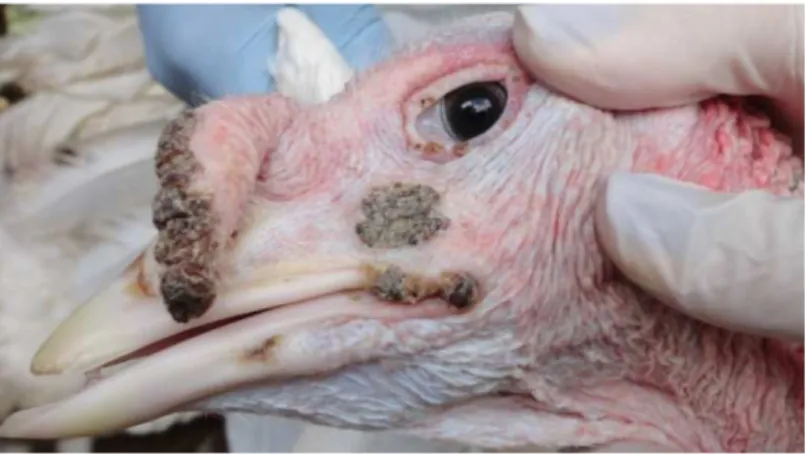 Figura 1. Peru (Meleagris gallopavo) com lesões nodulares na conjuntiva da pele da região  da face, crista e junção mucocutânea sugestivas de bouba aviária