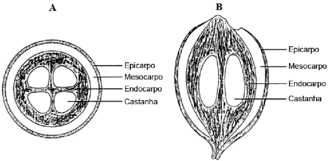 Figura 1: Esquema do fruto de babaçu. Estão representados o epicarpo, mesocarpo, endocarpo  e castanhas, conforme indicado
