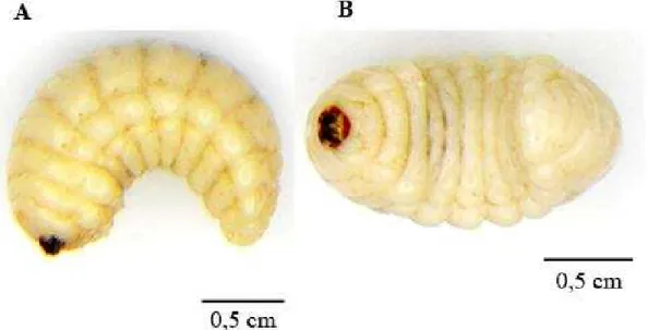Figura 2: Exemplar de larva da espécie Pachymerus nucleorum. Exemplar de larva em estágio  final de desenvolvimento, material biológico utilizado neste trabalho