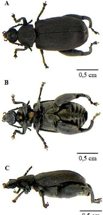 Figura 3: Exemplar adulto da espécie Pachymerus nucleorum.  Um dos bruquíneos de maior  tamanho conhecido, com comprimento de 18 mm e 7 mm de largura