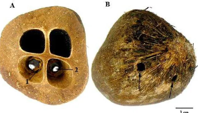 Figura 4: Exemplar de fruto de babaçu (Orbignya sp.). O fruto foi seccionado e as castanhas  não estão presentes