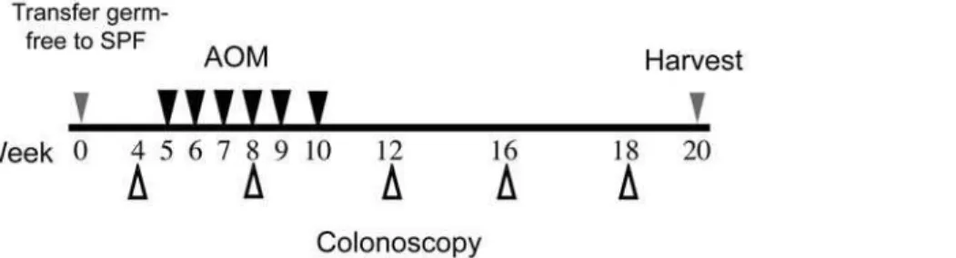 Figure 1. Experimental timeline for AOM-induced colitis-associated colon tumorigenesis and analysis