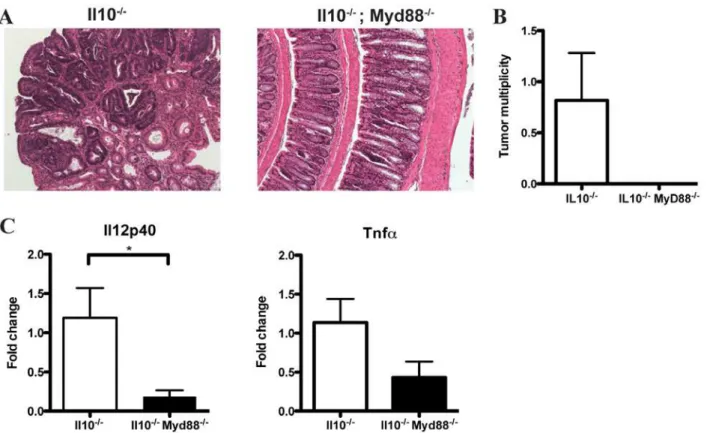 Figure 7. Il10 2/2 ; Myd88 2/2 mice show decreased tumor multiplicity and expression of Il12p40 and Tnfa mRNA