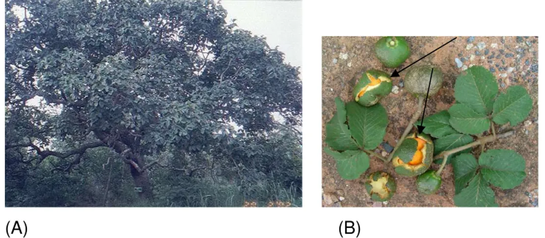 Figura  2:  Caryocar  brasiliense  Cambess.,  árvore  e  fruto.  (A)  Planta  adulta  do pequizeiro