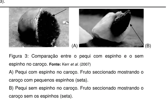 Figura  3:  Comparação  entre  o  pequi  com  espinho  e  o  sem  espinho no caroço.  Fonte: Kerr et al