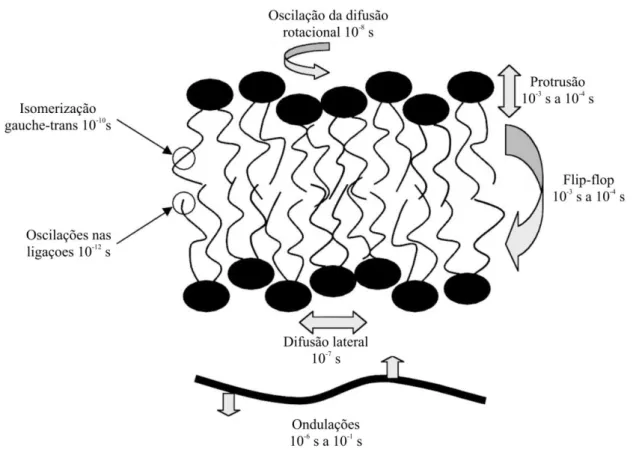 Figura  3  –  Movimentos  dos  lipídios  em  membranas  e  os  tempos  aproximados  de  correlação