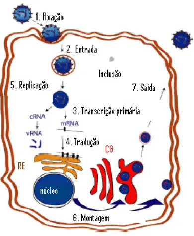 Figura 2:  Ciclo de vida dos Hantavírus. RE, retículo endoplasmático rugoso; CG, Complexo de Golgi