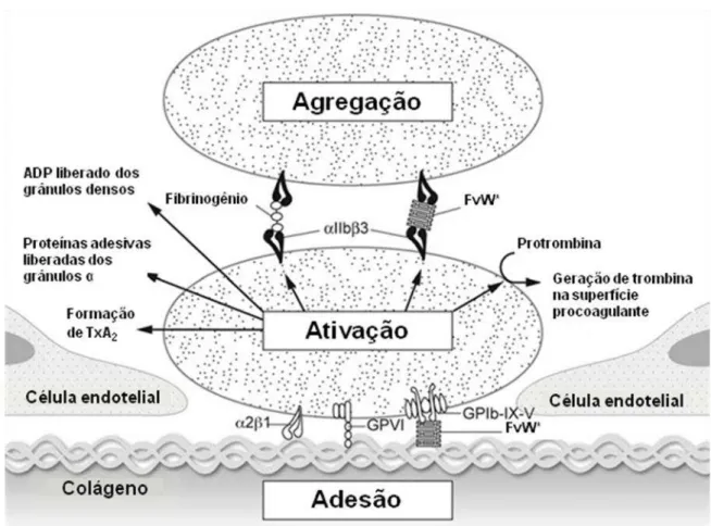 Figura 07 Diagrama simplificado de adesão, ativação e agregação plaquetária em resposta a  uma  lesão  vascular