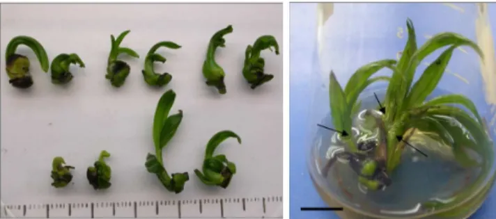 Figure 1. Development of single shoot (A) from cultured half shoot in  solidified  and  adventitious  shoots  formation  (B)  in liquid MS medium for three months