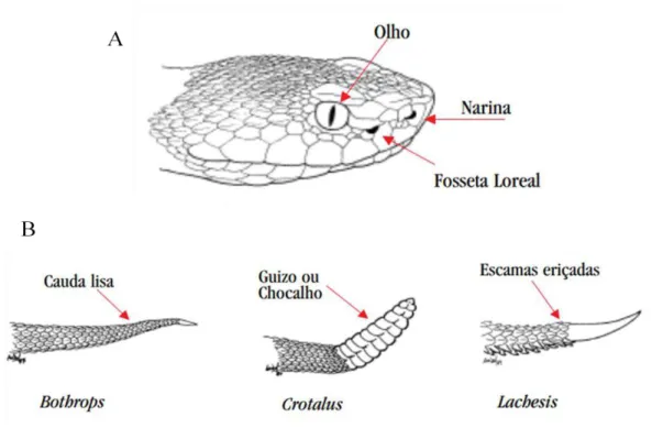 Figura  01:  Identificação  de  serpentes  peçonhentas.  A  -  presença  de  fosseta  loreal