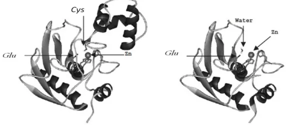 Figura 5: Estrutura tridimensional do sitio catalítico das metaloproteases do  clan  “Metzincin”