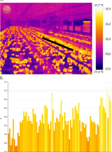Figura 1. Imagem  termográica  do  interior  de  um  aviário (A) e o histograma do peril térmico das aves  (B) selecionadas na reta indicada em (A)