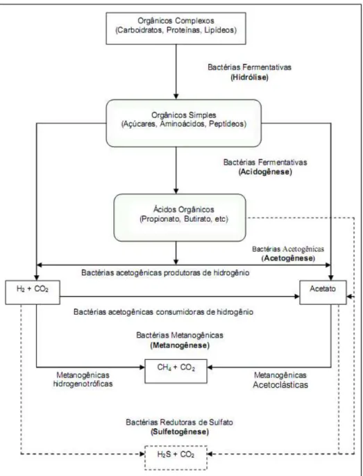 Figura 2 Sequências metabólicas e grupos microbianos envolvidos na digestão anaeróbia