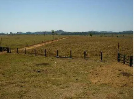 Foto 1: Área de pastagem em relevo levemente ondulado  Autor: CASAGRANDE, B. 2008. 