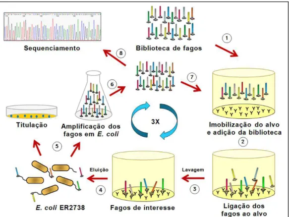Figura 2: Esquema representativo do processo de Biopanning. Imobilização do alvo e adição da  biblioteca  de  fagos,  retirada  dos  fagos  não  ligados  por  lavagens  sucessivas,  eluição  dos  fagos  ligados e infecção em E