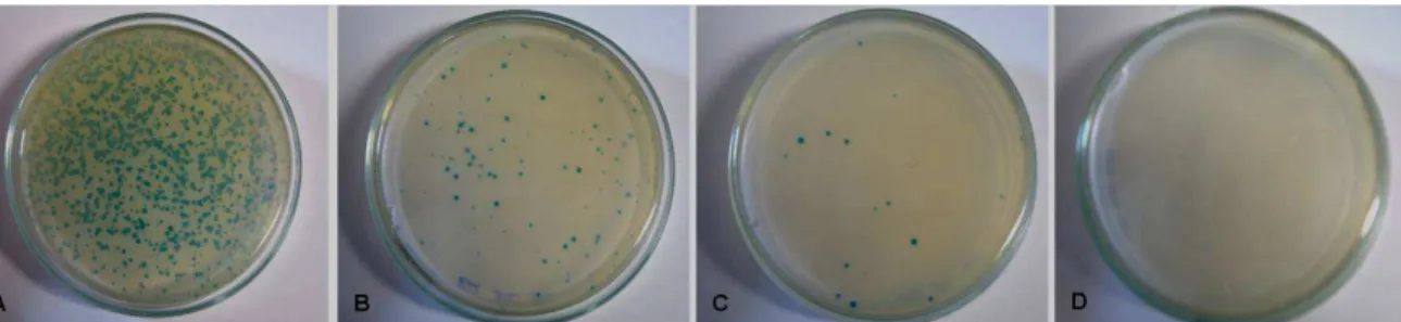 Figura  8:  Titulação  dos  fagos.  As  colônias  azuis  representam  a  infecções  das  bactérias  E