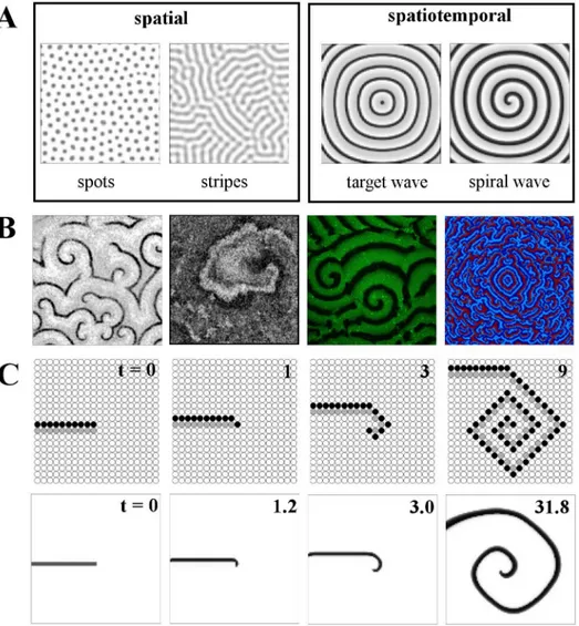 Fig 1. Introduction to pattern types and spiral wave formation. A: (Left to right) spatial and
