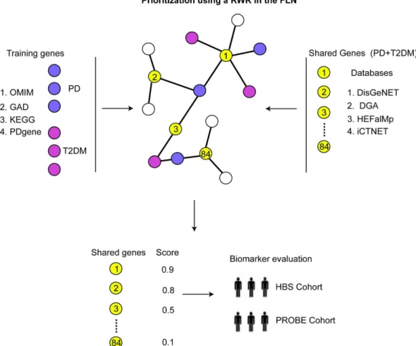 Figure 1. Integrative network approach. Well-characterized genes associated with PD (purple circles) and T2DM (magenta circles) were mapped to the FLN and specified as training set