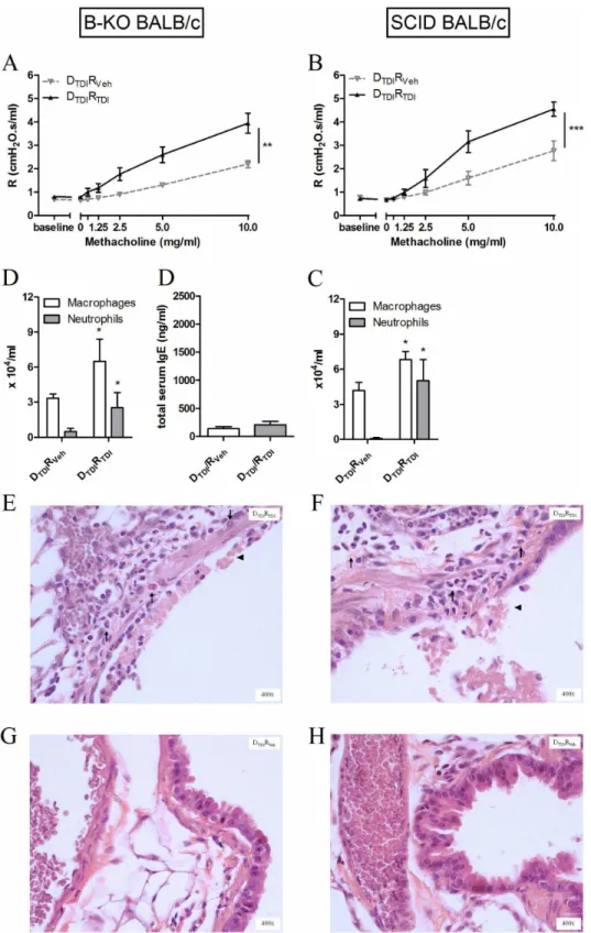 Figure  3.    Transferring  B-lymphocytes  leads  to  an  asthma-like  response  after  TDI  challenge  in  B-KO  and  SCID  BALB/c mice