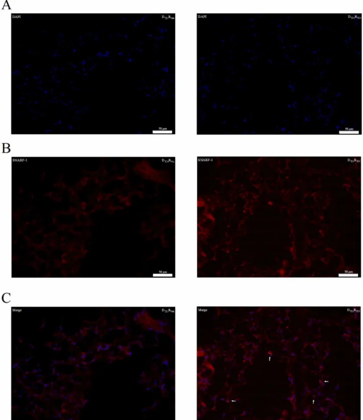 Figure 4.  Transferred B-lymphocytes are present in the lungs of TDI challenged wild type BALB/c mice