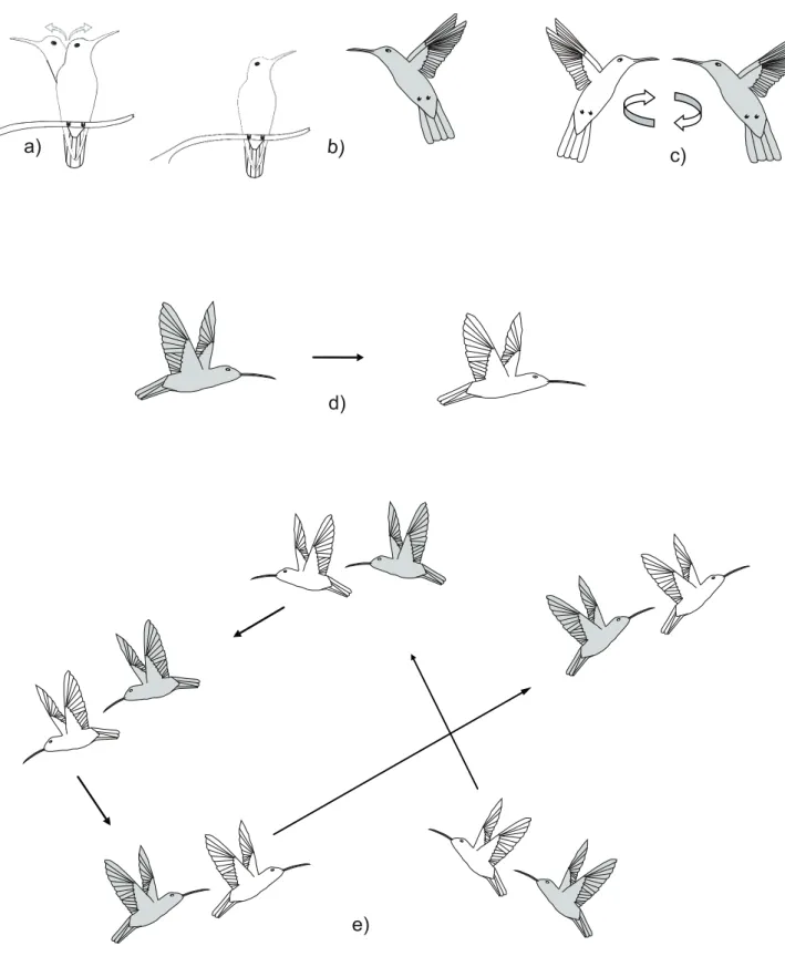 FIGURE 1: Behaviour depictions of the agonistic interactions observed for Anthracothorax nigricollis: Resource guarding: Sentinel (a)