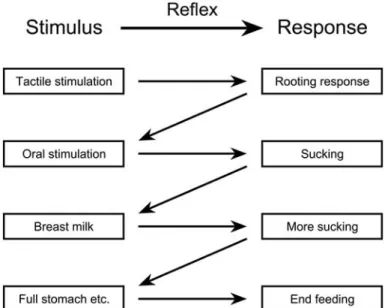 FIG. 3.1. The nursing reaction chain of newborn babies is diagrammed. This sequence of reﬂex- reﬂex-ive responses is initiated by tactile stimulation of the infant’s cheek