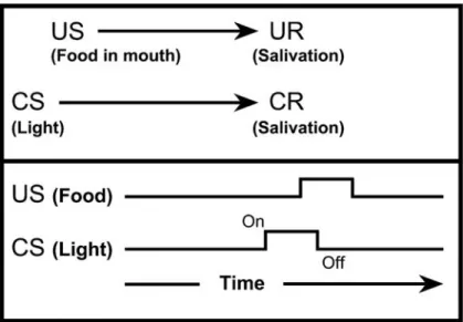 FIG. 3.2. Simple respondent conditioning. An arbitrary stimulus such as a light (CS) is presented just before food is placed in a dog’s mouth (US)