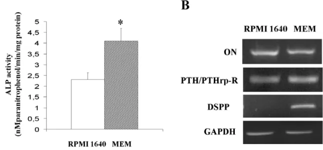 Figure 4: Effect of media on ALP activity and expression of related transcripts in human dental pulp cells