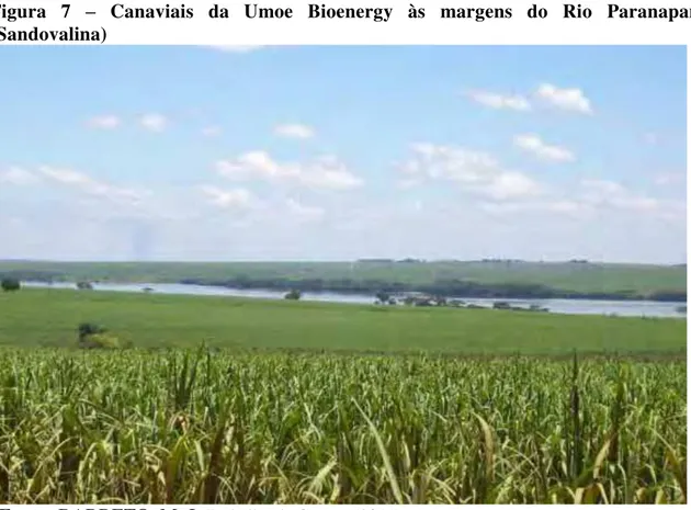 Figura 7 – Canaviais da Umoe Bioenergy às margens do Rio Paranapanema  (Sandovalina) 