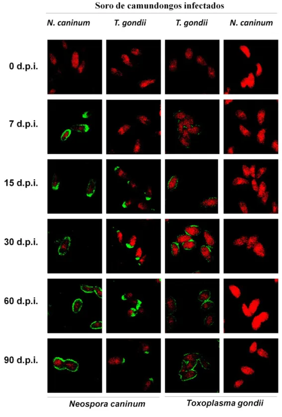 Figura  I.1.  Avaliação  da  reatividade  específica  e  cruzada  de  anticorpos  IgG  de  camundongos  por  Imunofluorescência  Indireta  (IFAT)