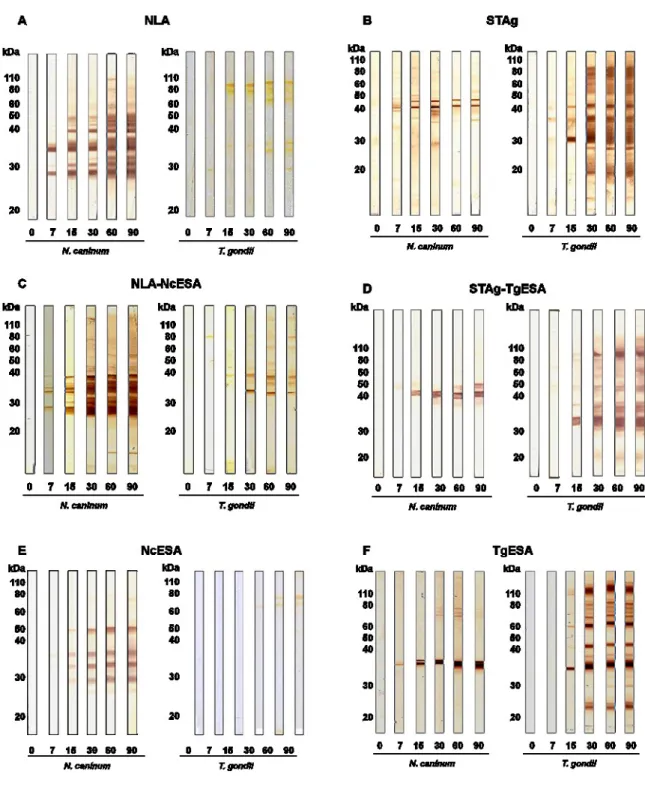 Figura  I.5.  Reconhecimento  de  antígenos  imunodominantes  mediante  infecções  homólogas  e  heterólogas