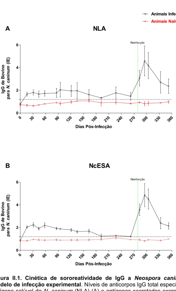 Figura  II.1.  Cinética  de  sororeatividade  de  IgG  a  Neospora  caninum  em  modelo de infecção experimental