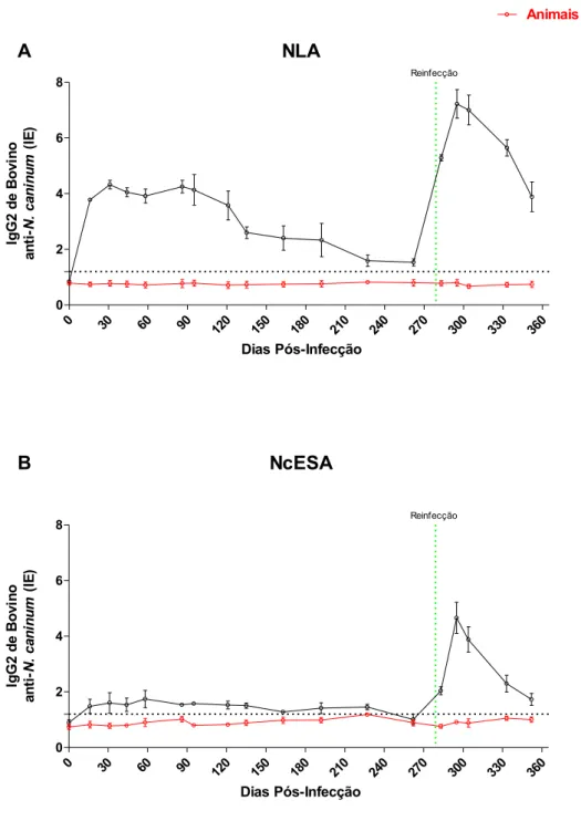 Figura  II.3.  Cinética  de  sororeatividade  de  IgG2  a  Neospora  caninum  em  modelo  de  infecção  experimental