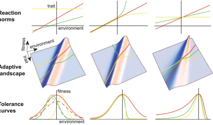 Figure 1. Tolerance curves and phenotypic plasticity. First row: norms of reaction for three genotypes (colored lines); second row: generalized adaptive landscape depicting fitness as a function of the phenotype and the environment, with the reaction norms