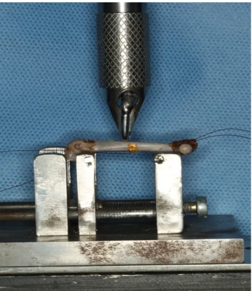 Figura 7 – Fêmur posicionado em dispositivo com distância de 16 mm   recebendo carga no centro da diáfise 