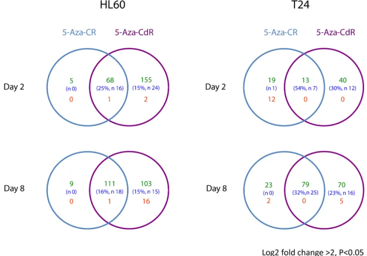 Figure 2. mRNA expression after treatment with 5-Aza-CR and 5-Aza-CdR. Venn diagrams showing differentially expressed transcripts in the HL-60 AML cell line and the T24 bladder cancer cell line harvested and analyzed 1 and 7 days after treatment with equit