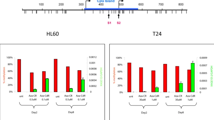 Figure 4. Induction of expression of XAGE1D by 5-Aza-CR and 5-Aza-CdR. Upper: Schematic drawing of the XAGE1D promoter CpG island.