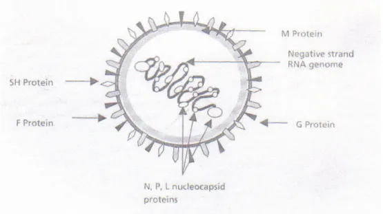 Figura 1 – Estrutura do vírus respiratório sincicial