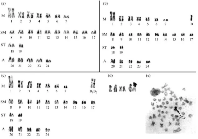 Figure 1 - Karyotypes of A. eigenmanniorum from the Caetano Stream, presenting 48  chromosomes (a), 49 chromosomes with 1 B chromosome (b), and 50 chromosomes  with 2 B chromosomes (c)