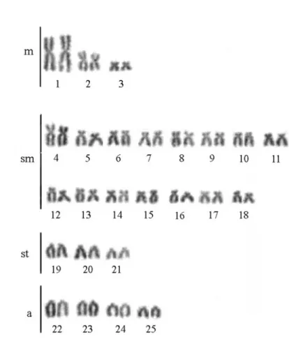 Figura 2: Cariótipos de Astyanax sp. CC (a); Astyanax sp. Q (b) e Astyanax sp. A (c). 