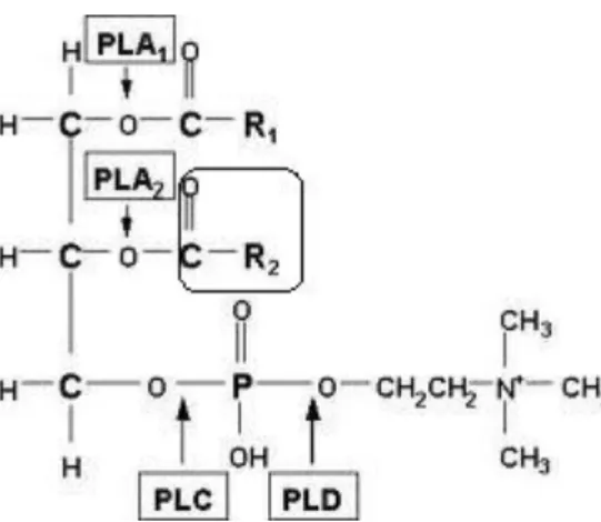 Figura 6: Local da catálise das diferentes classes de fosfolipases: fosfolipase A 1 ,  A 2 , C e D