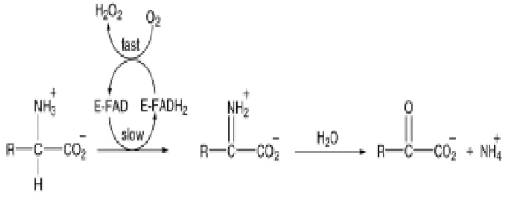 Fig. 1: Reação química catalisada pelas  L -aminoácido oxidases (LAAOs). Os produtos  desta reação são um iminoácido, como intermediário, seguido de uma hidrólise espontânea,  gerando assim um α-cetoácido e amônia