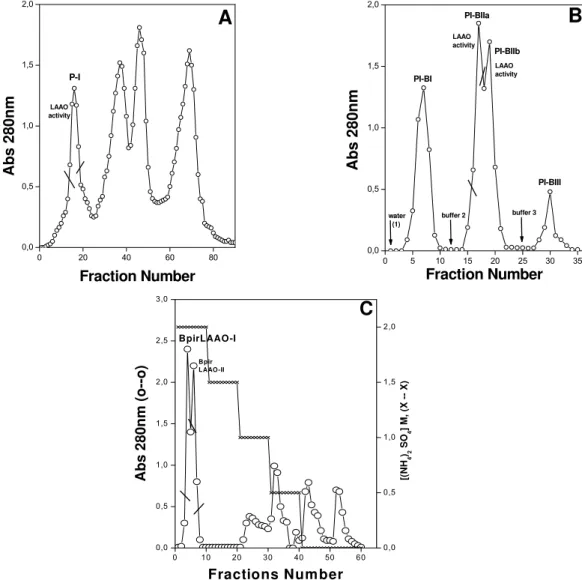 Figure 1.  Isolation of BpirLAAO. (A): Gel filtration chromatography of Bothrops pirajai venom 