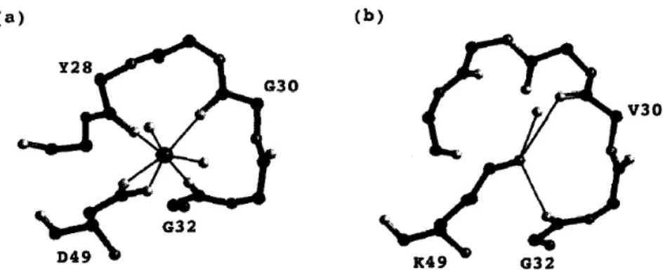 Figura  5:  Representação  do  sítio  de  ligação  com  cálcio  em  modelo  em  bola  e  bastão