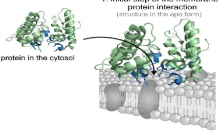 Figura 6: Modelo de variantes PLA 2 -símile Lys49 interação com a membrana de  células  muscular